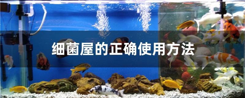 细菌屋的正确使用方法