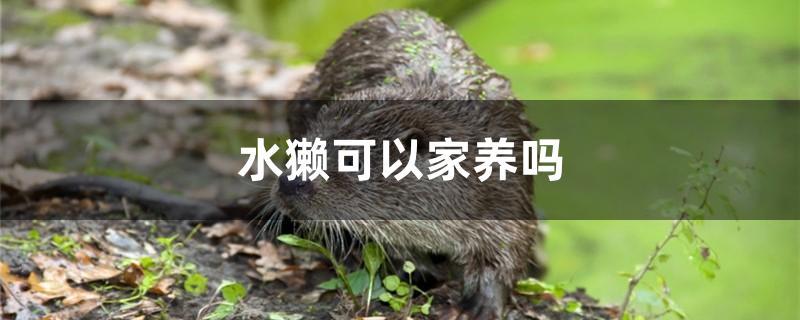 水獭可以家养吗 斯维尼关刀鱼