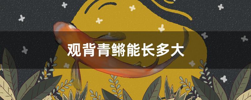 观背青鳉能长多大