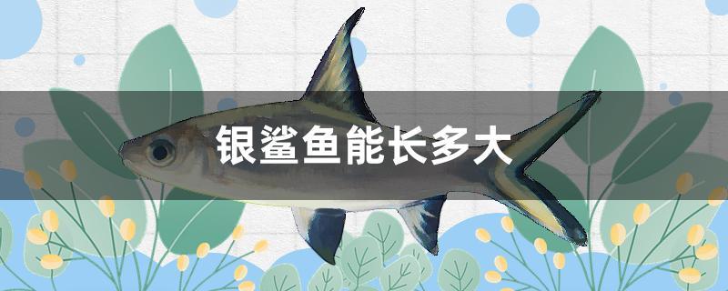 銀鯊魚能長多大