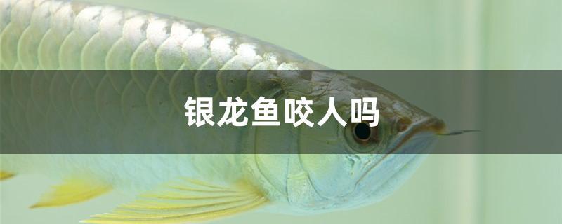 银龙鱼咬人吗 锦鲤饲料