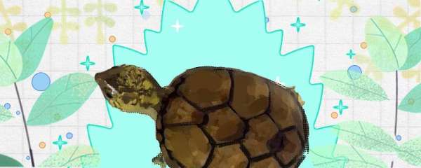 东方泥龟可以冬眠吗，冬眠要注意什么