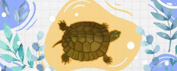 齿缘龟是保护动物吗，什么品种的龟不能养