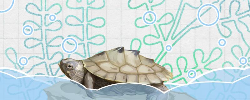 地图乌龟怎么养养地图龟要注意什么 乌龟
