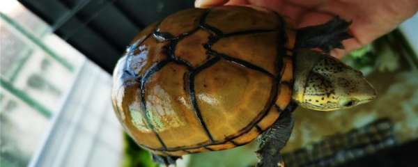 蛋龟吃什么龟粮最好，怎么给蛋龟喂食