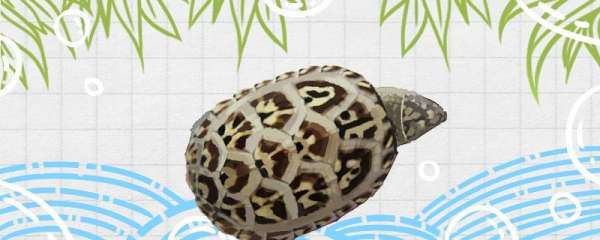蛋龟怎么看公母，蛋龟怎么繁殖
