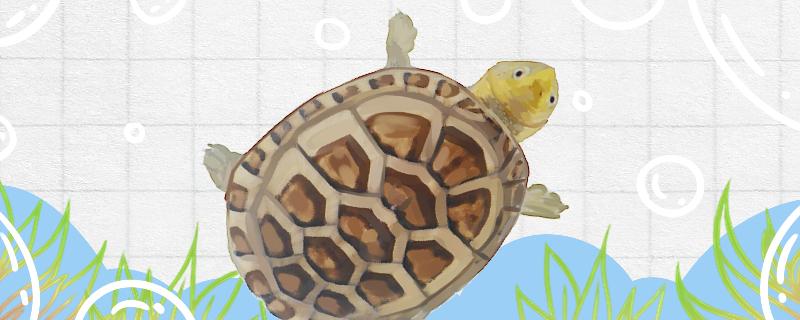 How big can the white-lipped egg turtle grow? How can the white-lipped egg turtle grow big