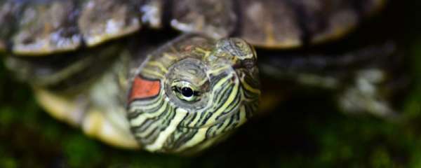 巴西红耳龟用深水还是浅水养好，用什么水养好