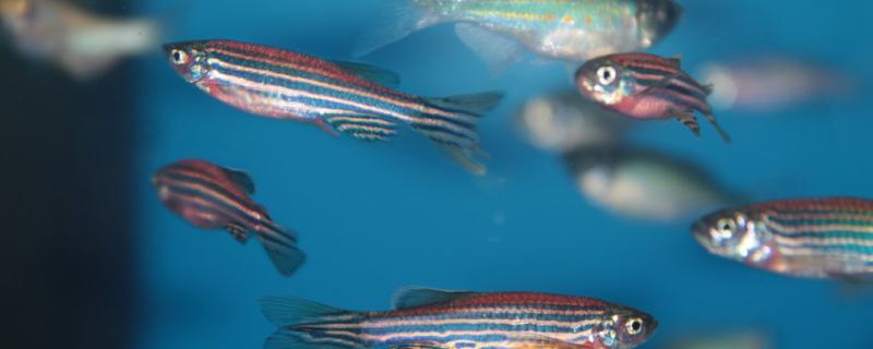 What is the reason why the zebrafish suddenly bends its body and how to do it