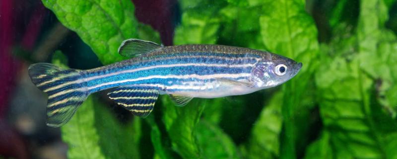 How often do zebrafish and guppy feed and what food do they feed