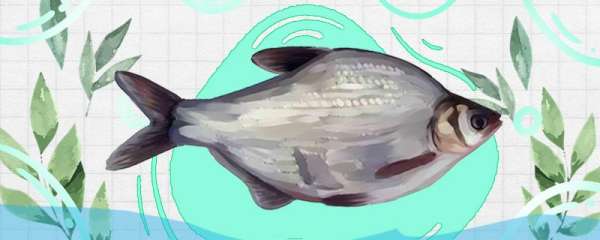 江河流水中能钓鳊鱼吗，如何钓