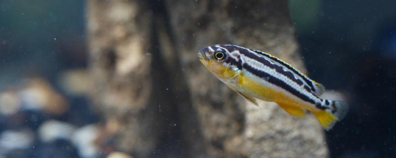 What happened when the zebrafish chased and bit? Can the zebrafish attack other fish