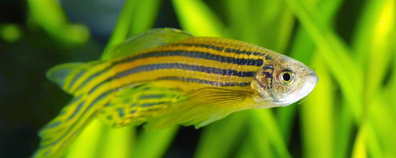 Do zebrafish eat small fish and what do they eat