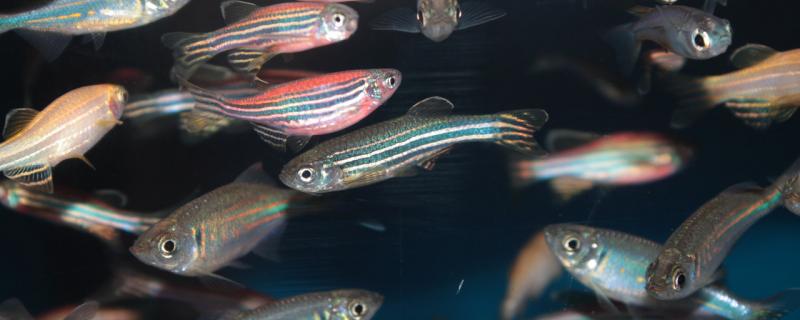 The best collocation of zebrafish polyculture and matters needing attention in polyculture