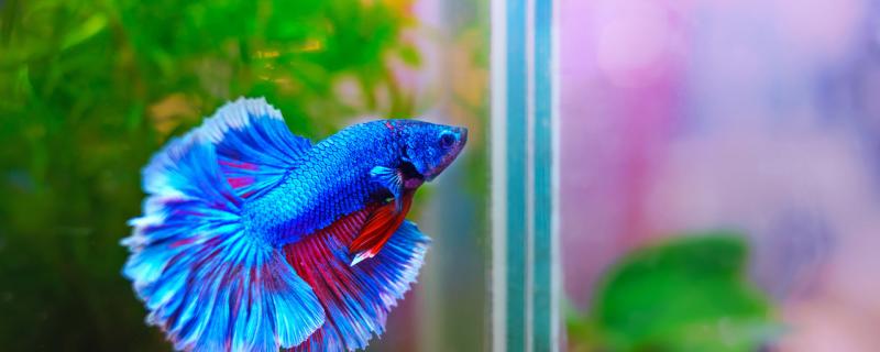 Is fighting fish suitable for raising at home and how should it be raised