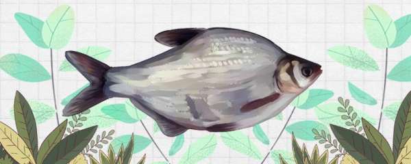 秋季能钓鳊鱼吗，如何钓