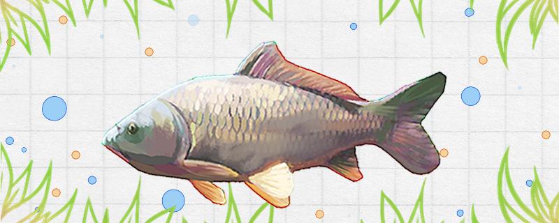 How big carp can Iseni catch on the 7th, which is equivalent to the number of New Kanto