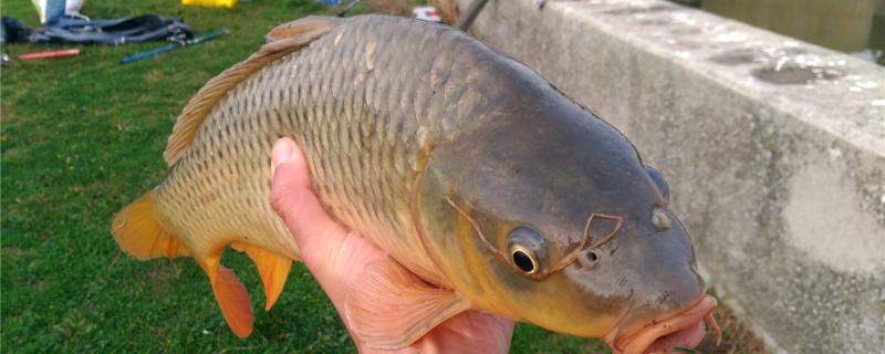 How deep is fishing carp in autumn and winter, and what bait is good with