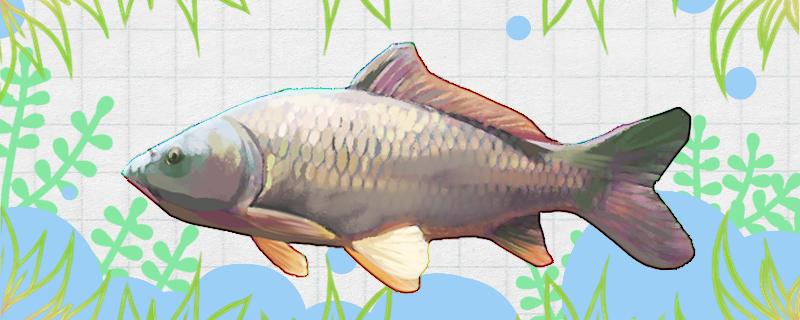 フリップフックで鯉を釣る効果はどうなのか、どのくらいのフックを使うのか