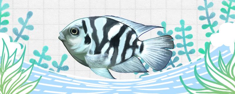 ミニオウム魚の正しい餌やり方、正しい飼育方法