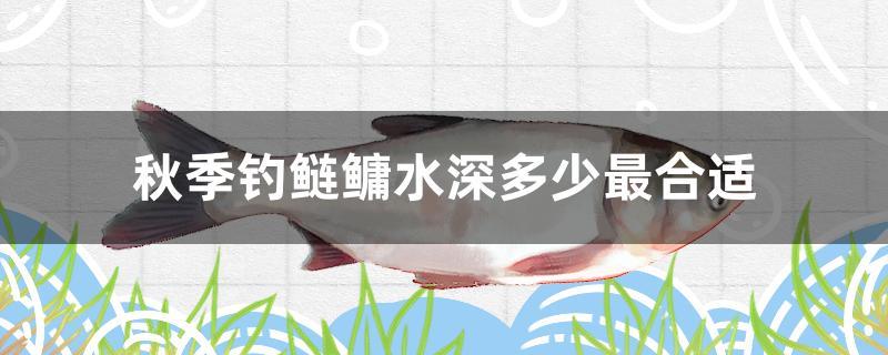 秋季釣鰱鳙水深多少最合適 一眉道人魚