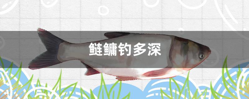 鰱鳙釣多深 細線銀板魚苗