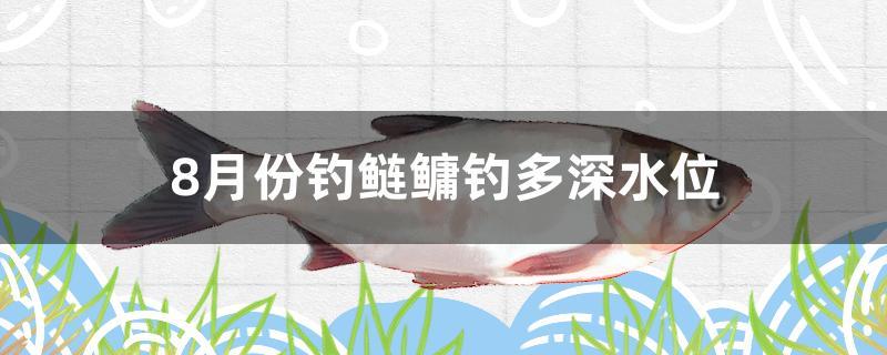 8月份钓鲢鳙钓多深水位