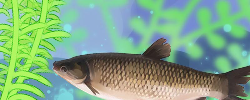 Can I catch grass carp with a water depth of five or six meters? How to catch grass carp
