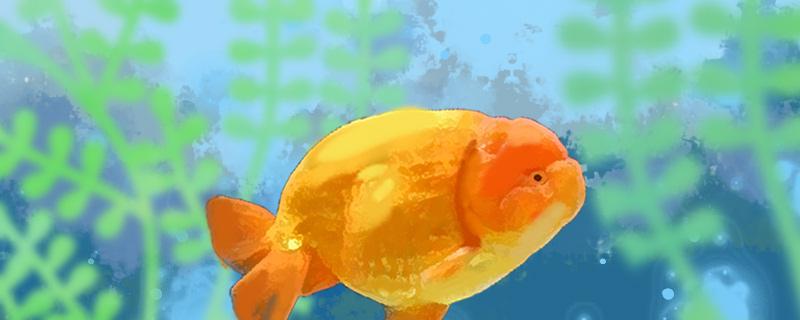 Lanshou goldfish can be mixed with what fish, and what should be paid attention to in mixed breeding