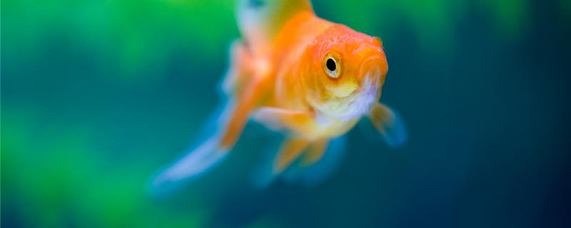 Small goldfish signs before spawning, how long does it hatch after spawning