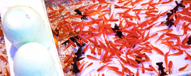 金魚にはどんな品種があり、どの金魚が混養できるか