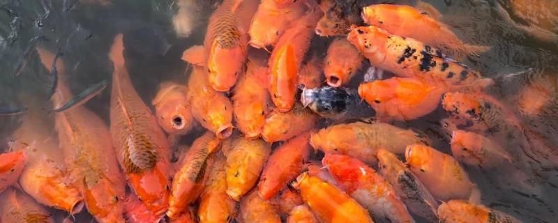 What is the reason for the rollover of koi fish and why it loses its swim bladder