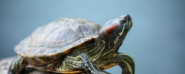 白眼病的乌龟能水养吗，乌龟白眼病怎么治