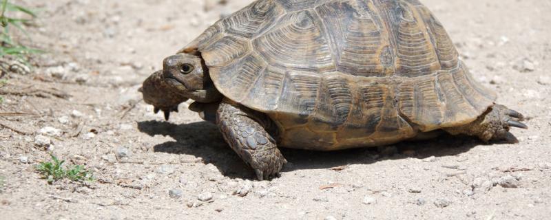 Why do turtles often bask in their backs? What are the benefits of basking in their backs