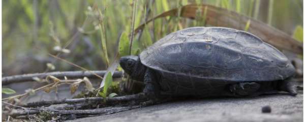 龟一年能长多少厘米，怎么养龟长得快