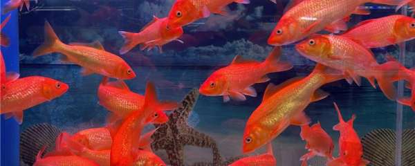 家养的金鱼会繁殖吗，怎么繁殖