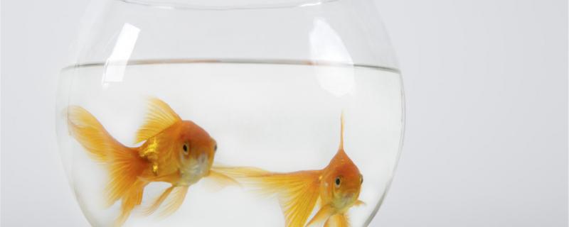 What do domestic goldfish eat and how to feed them