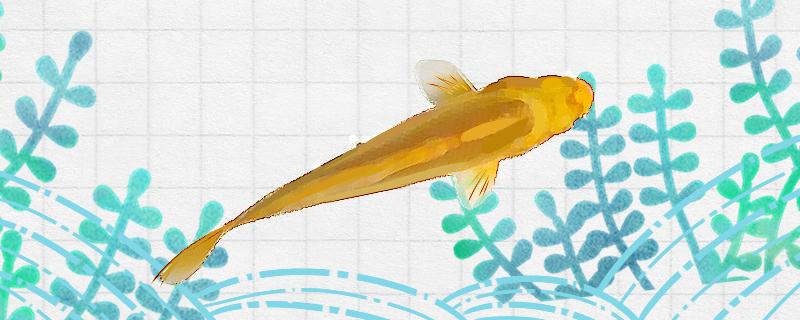 Is golden koi easy to raise and how to raise it