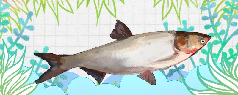 海竿で鮭を釣ることができるか、どれだけ深く釣れるか