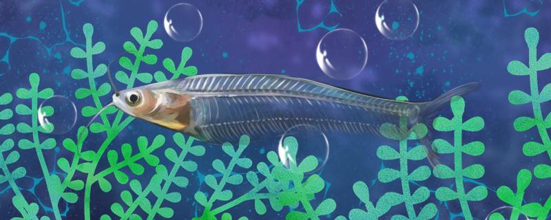玻璃猫鱼可以和孔雀鱼一起养吗，混养要注意什么
