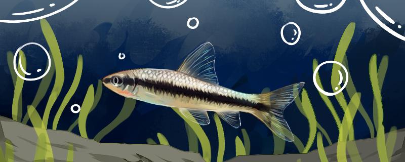 小精霊魚は絹藻を食べますか、どうやって飼いますか