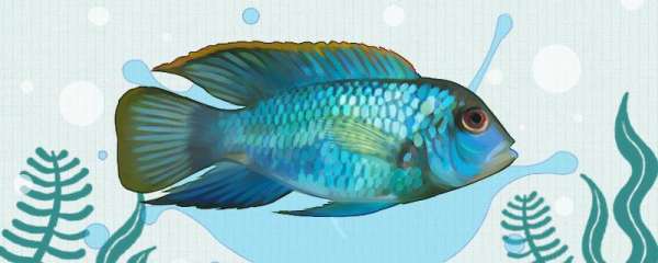 蓝宝石鱼为什么总咬鱼，可以混养吗