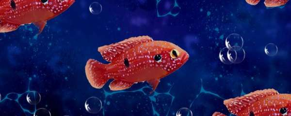 红宝石鱼和蓝宝石鱼能混养吗，能和什么鱼混养