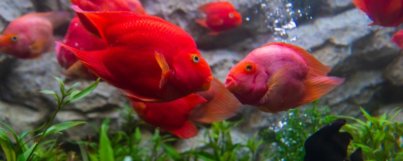 Red parrot turns on or off the lights in the fish tank at night. Do you want to turn on the lights when feeding