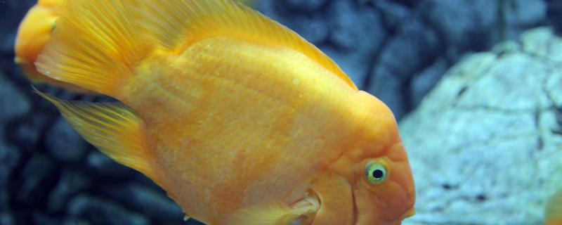 Is parrot fish oxygenated? How long does it take to oxygenate every day