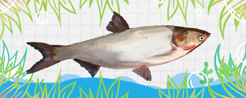 海竿釣りの白鮭魚はちょうちょうが必要ですか、どのようにちょうちょうが必要ですか
