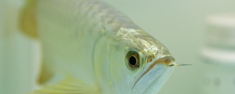 What is the reason why Arowana hits the cylinder and drops scales? How to deal with it