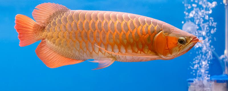 What reason is Arowana standing scale disease, how long can you cure