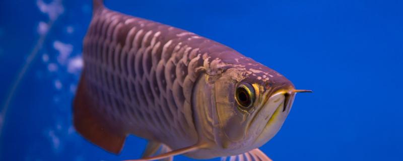 Arowana scales ulceration has red blood is what reason, how to treat