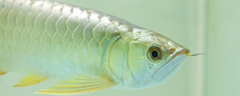 The cause of Arowana blindfold, the fastest treatment